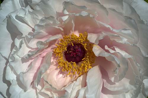 plant white, yellow, and purple petaled flower peony