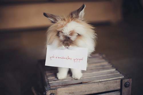rabbit long-coated white and brown dog animal