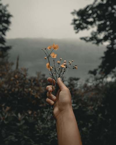 person person holding orange-petaled flowers human