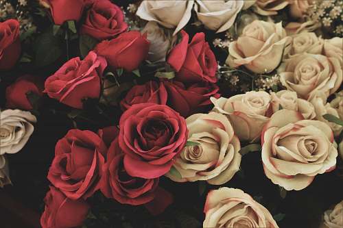 rose assorted-color roses arangement blossom