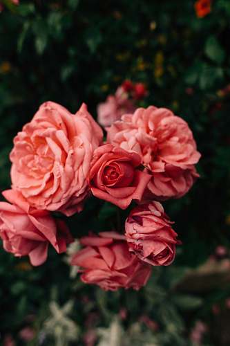 rose close up photography of pink rose blossom