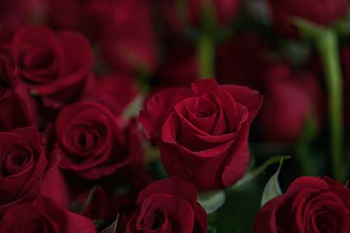 rose closeup photo of red roses blossom