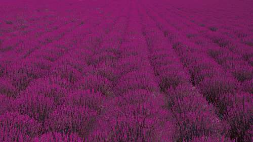 purple pink petaled flower field lavender