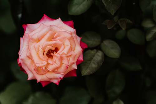 rose pink petaled flower plant