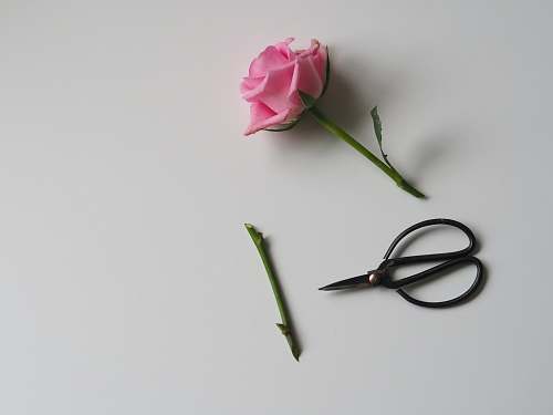 blossom pink rose flower beside black scissor on white surface rose