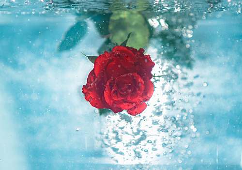 rose red flower under water flora