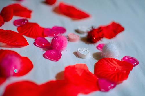 blossom red petals on white textile petal