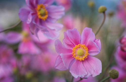 plant selective photo of pink flowers cosmos