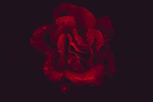 human red rose with black background flower