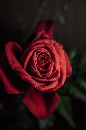 flower closeup photo of red rose rose