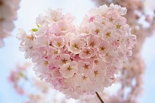 flower macro focus of pink flowers blossom
