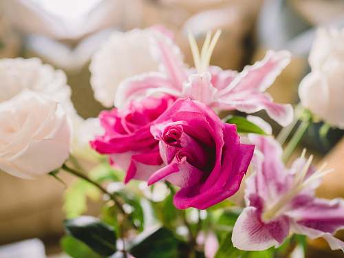 flower pink and white roses arrangement toronto