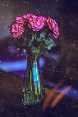 human pink flowers in vase flower