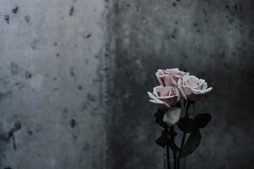 rose selective focus photography of pink roses beside gray concrete wall flower