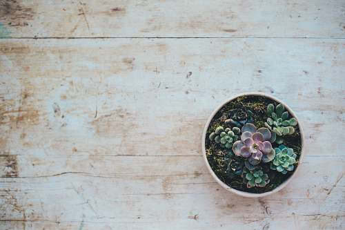 succulent top view photo of succulent plants background