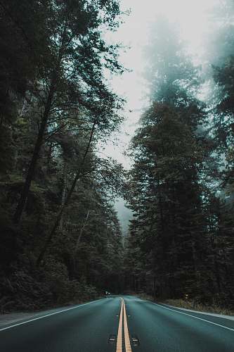 forest empty asphalt road between inline trees backgrounds