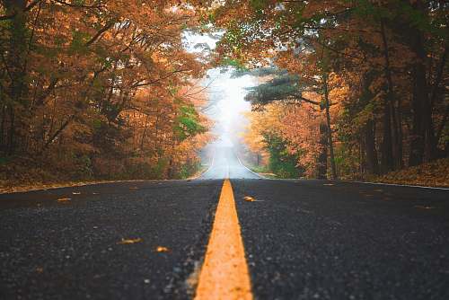 fall gray concrete road between brown and green leaf trees at daytime autumn