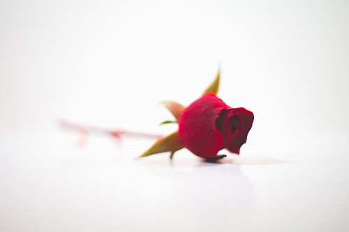 flower red rose blossom