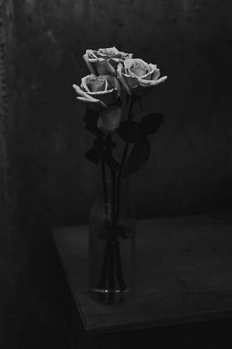 flower three rose flowers in vase black-and-white