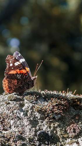 insect Vanessa atalanta butterfly on gray surface during daytime butterfly