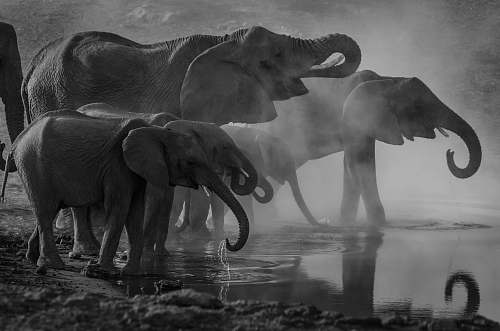 animal grayscale photo of elephants drinking water elephant