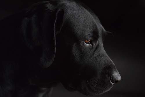dog short-coated black dog animal