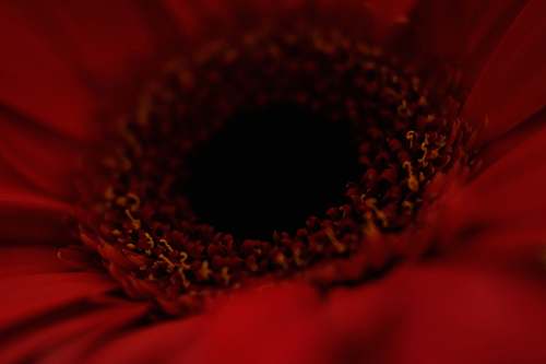 plant closeup photography of red-petaled flower pollen