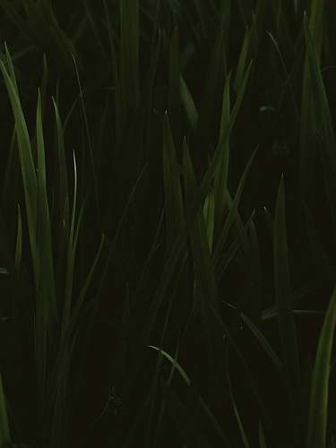 plant green grass grass