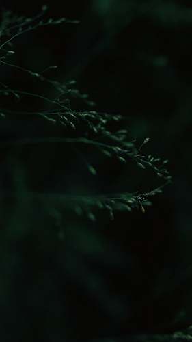 eroor green leafed tree in closeup photography kochi