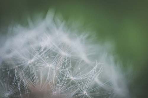 plant macro photography of dandelion dandelion