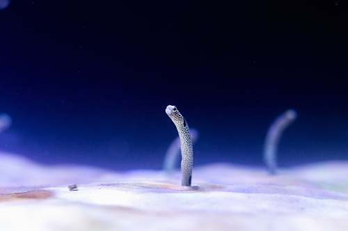 ocean micro photography of white marine creature water