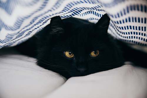 pet close-up photography of bombay cat animal