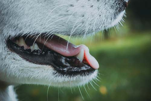 macro closed-up photo of dog with open mouth teeth