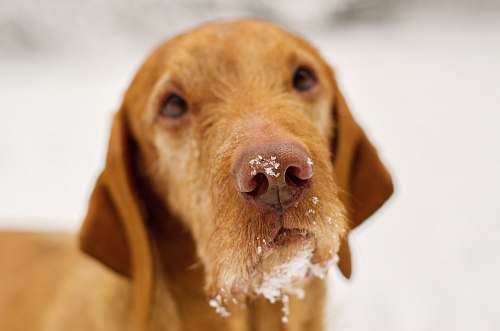 pet shallow focus photo of dog face with snow labrador retriever