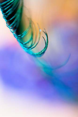 photography green eyelashes curling photo