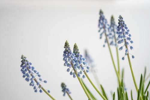 plant photo of blue flowers flower
