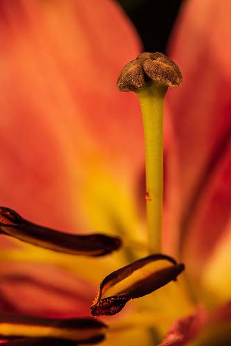 plant shallow focus photography of plant pollen
