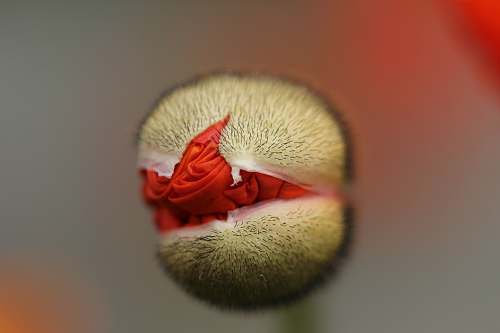 bud  sprout