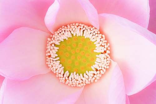 pink closeup photo of pink petaled flower closeup