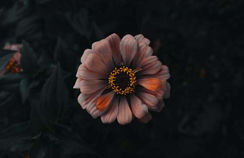 blossom orange and white petaled flower treasure flower