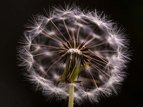 plant white flower dandelion