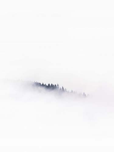 white  forest