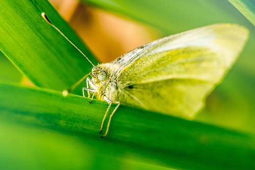 animal brown butterfly perch on green plant moth