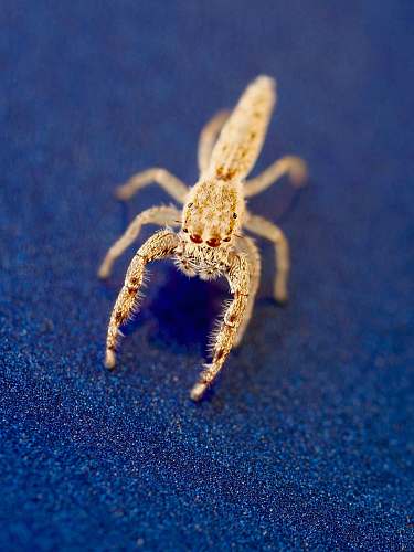 spider brown spider animal