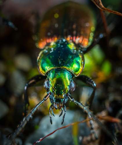 beetle green and orange beetle closeup
