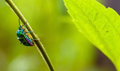 green irisdescent insect on leaf branch sanjay gandhi national park
