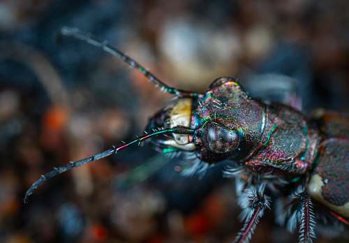 animal macro photography of black insect anisoptera