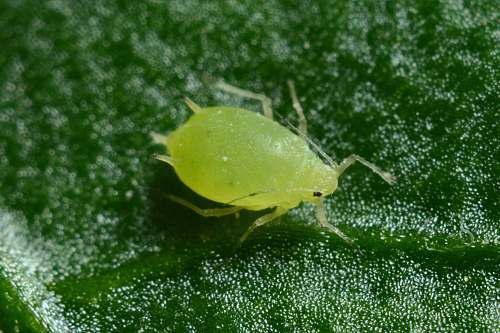 invertebrate macro photography of green aphid aphid