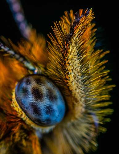 macro macro photography of insect spider