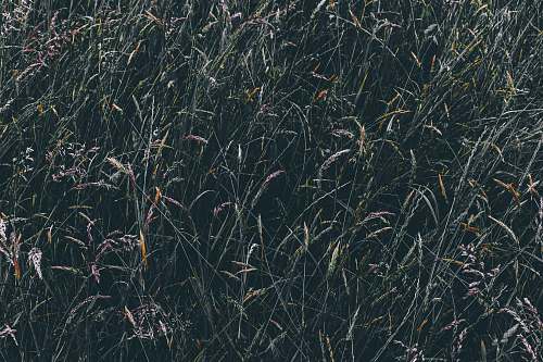 grass areal view of green leafed grass flora